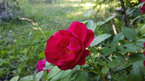Red rose bush with a bumblebee crawling out of one rose blossom to fly away Stock Footage 157392145