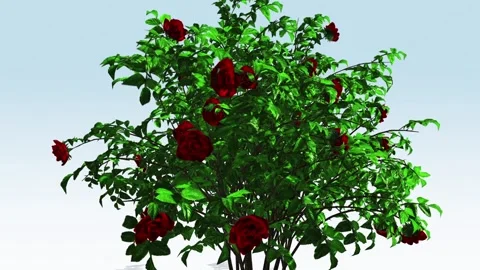 Red Rose bush close-up Stock Footage 308712803
