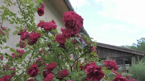 Red rose bush Stock Footage 77780393