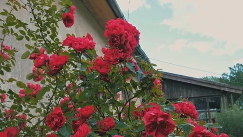 Red rose bush Stock Footage 77780472