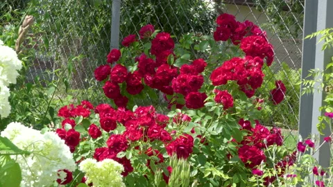 Red rose bush Stock Footage 170507101
