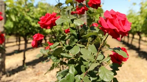 Red rose bush outside in front of wine vineyard rows. cu A Stock Footage 110879454