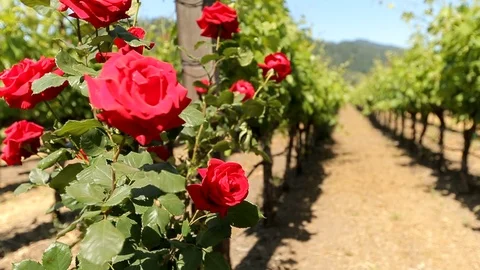 Red rose bush outside in front of wine vineyard rows. cu B Stock Footage 110879475