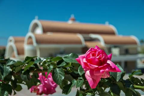 Red rose on a bush Stock Photos