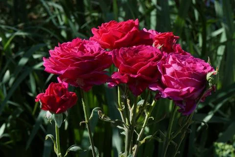 Red Rose Bush Stock Photos
