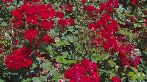 Red Rose Bushes Stock Footage 35292255