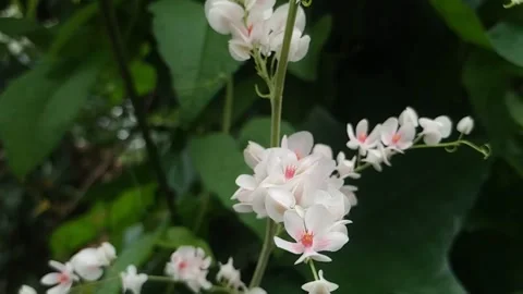 Red Rose Bushes Swaying in the Wind Against Bright Blue Sky Stockbeeldmateriaal 315153553