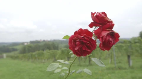 Red Rose (Canon Log) Stock Footage 54370184