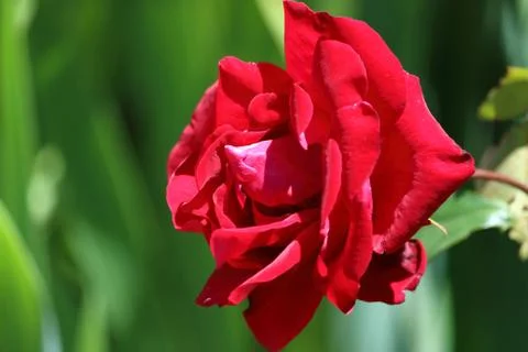 Red rose caressed by the sun Stock Photos