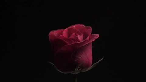 Red rose cinematic Stock Footage 205330794