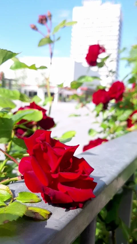 Red-rose-city-street-021 Stock Footage 342480053