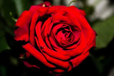 Red rose close-up on a dark background, shallow depth of field Stock Photos