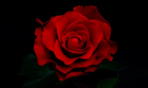 Red rose close-up in the dark Stock Photos