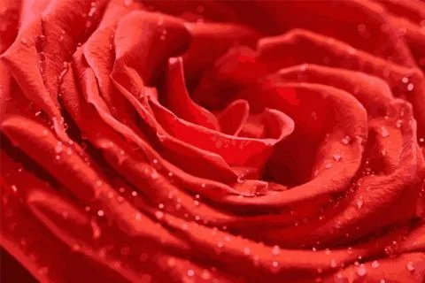 Red rose close-up with drops of dew. Stock Illustration