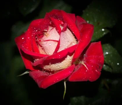 Red rose close up with drops of dew Stock Photos