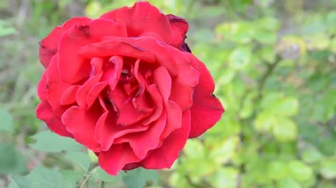 Red rose close-up Stock Footage 8624347