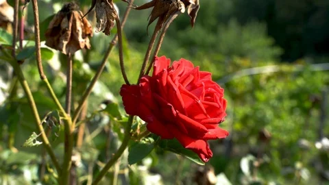 Red rose close up Video stock 116618799