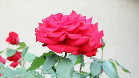 Red rose close up HD Stock Footage 755907