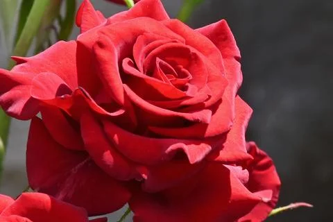 Red rose close-up. Large, bright rose with dust on petals in sunlight. Stock Photos