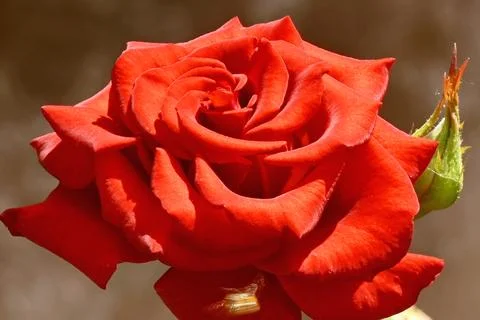 Red rose close-up. Large, bright rose with dust on petals in sunlight. Stock Photos