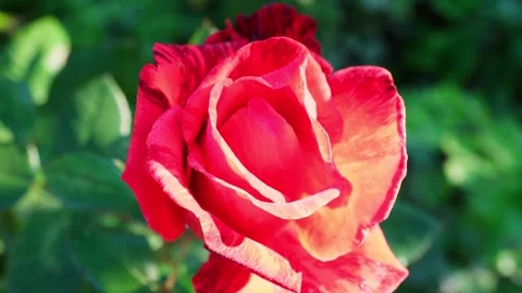 Red Rose. Close-up. Macro. Stock Footage 250233854