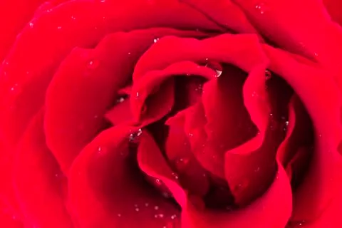 Red rose close up Фото