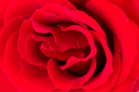 Red rose close up Stock Photos