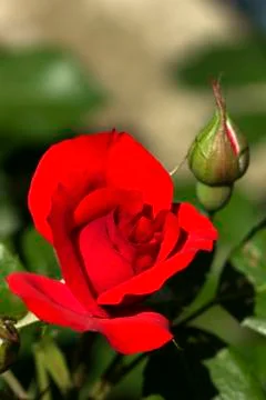 Red rose close up Фото