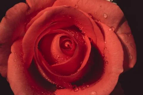 Red rose close up Stock Photos