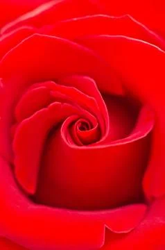 Red rose close up Stock Photos