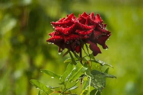 Red rose close up Stock Photos