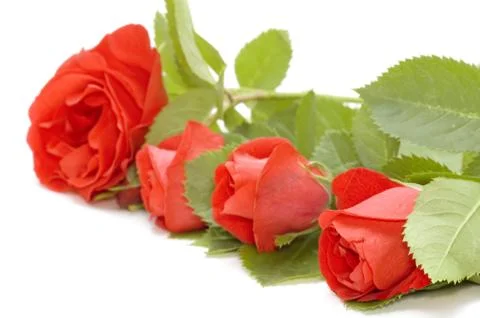 Red rose close up Stock Photos