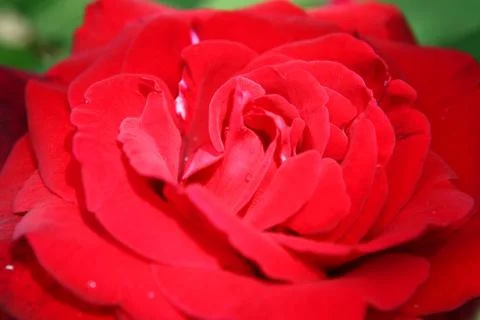 Red rose close up Stock Photos