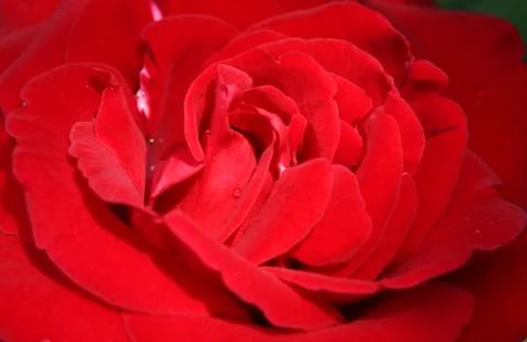 Red rose close up Stock Photos