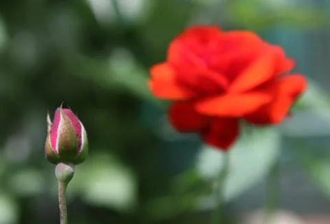 Red rose close up Stock Photos