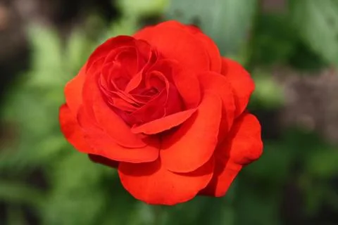 Red rose close up Stock Photos
