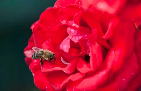 Red rose close up Stock Photos