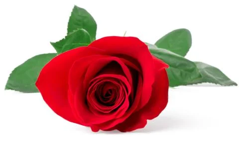 Red rose close-up Stock Photos