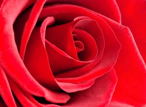 Red rose close-up Stock Photos