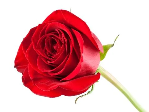 Red rose close-up Stock Photos