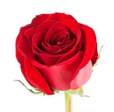 Red rose close-up Stock-Fotos