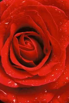 Red Rose Close-Up Stock-Fotos
