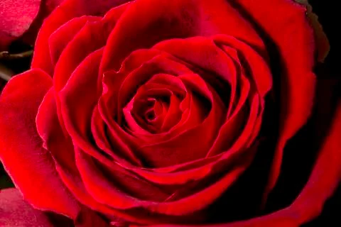 Red Rose Close Up Foto stock