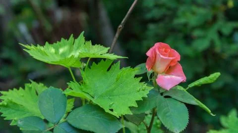 Red rose close up Foto stock