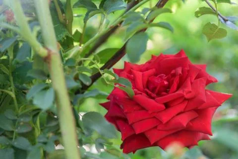 Red rose close up Stock Photos