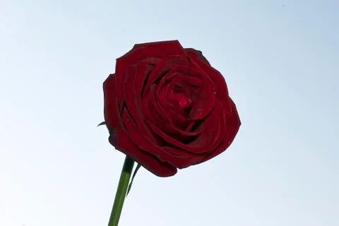 Red rose close up Stock Photos