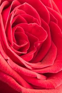Red rose close up Stock-Fotos