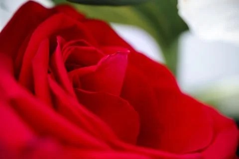 Red rose in close up Stock Photos