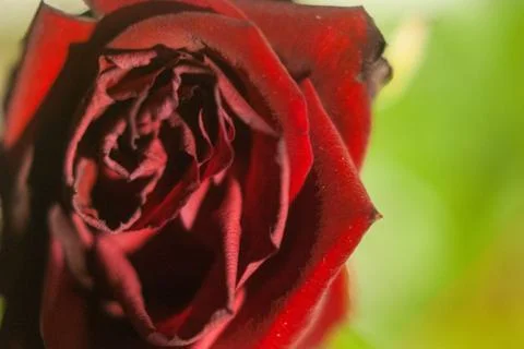 Red rose close up Stock Photos