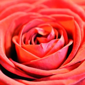 Red rose close up Stock Photos